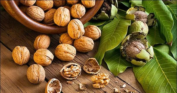 خرید گردو بسته بندی شده + بهترین قیمت